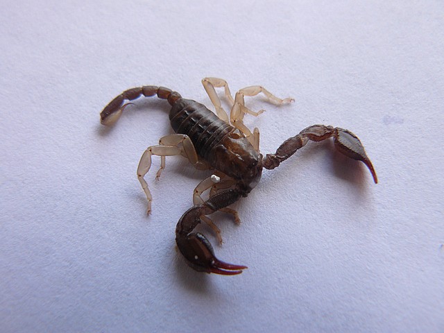 Scorpion P1060565