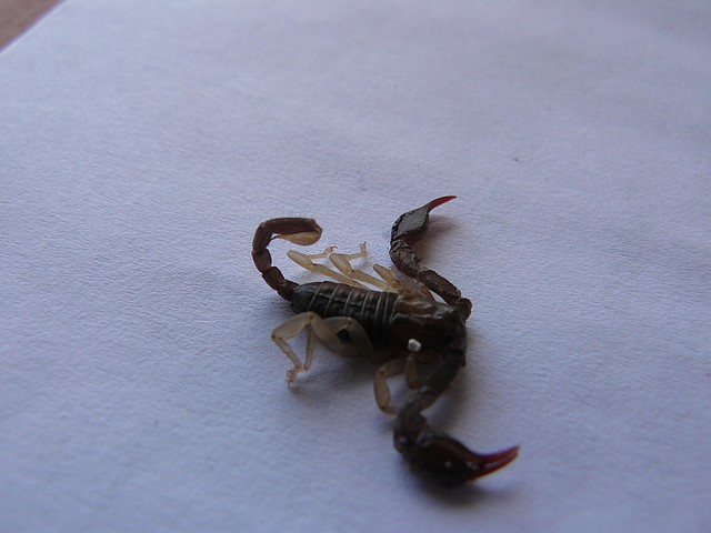 Scorpion P1060566