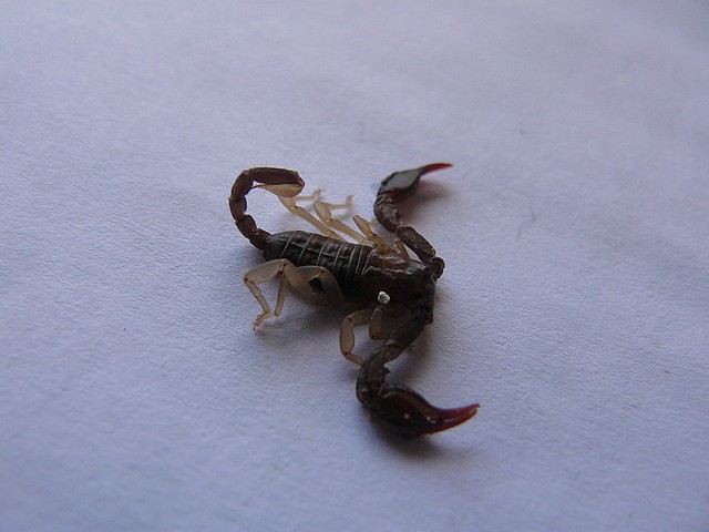 Scorpion P1060567