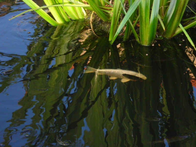 poisson bassin Dscn3310