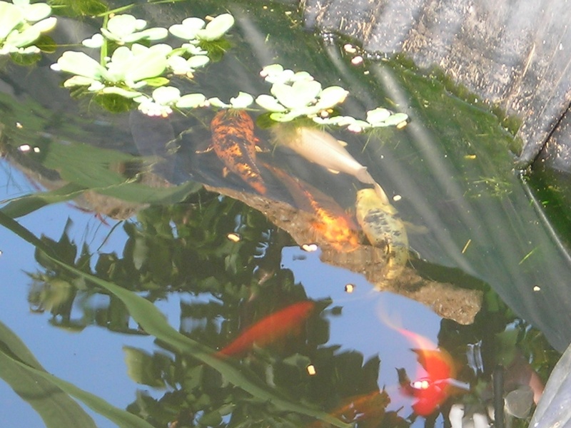 poisson bassin Dscn3321