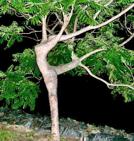 L'arbre danseur 21825710