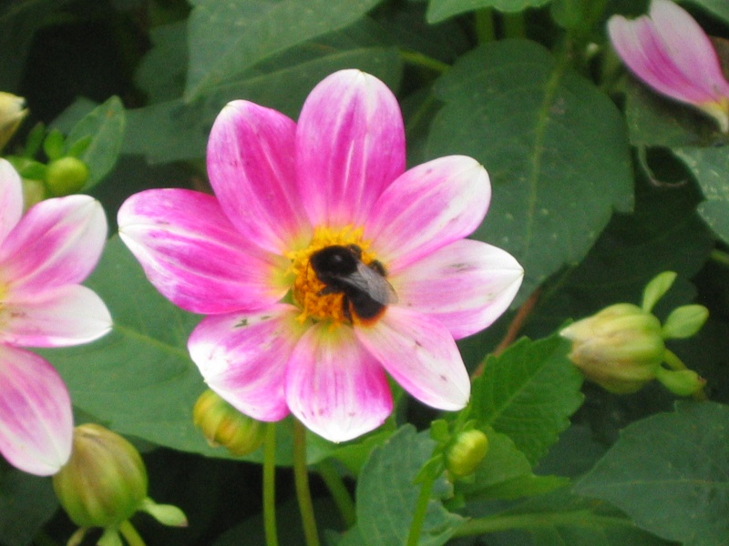 Des abeilles au Hameau de la Reine - Page 2 Dahlia10