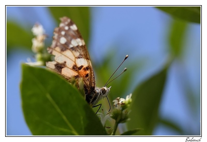 Papillons Img_5511