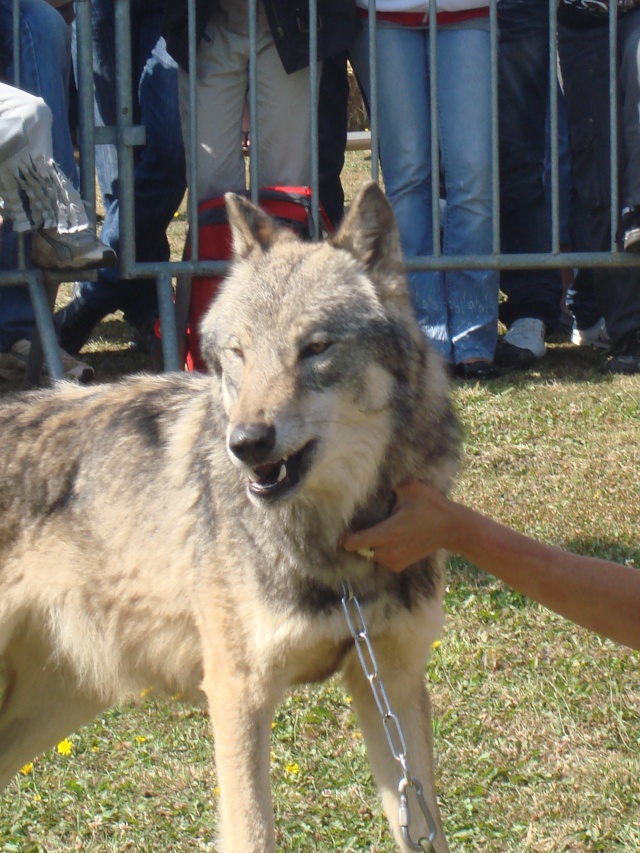 La Journée Du Loup (13 Septembre 2009) Museol21