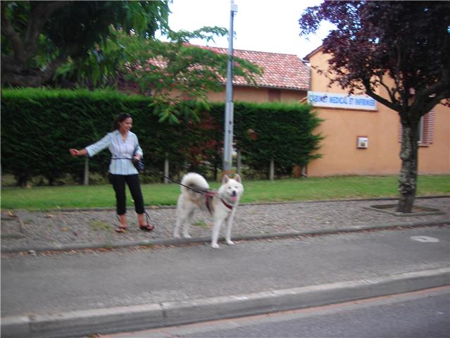 VAGABOND  malamute 5 ans PAR (31) 09091012