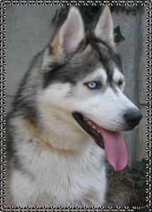 NOMADE male husky , plus beau que lui tu meurs !ADOPTE Anm_ph14