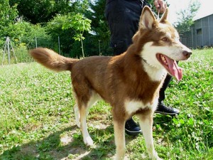 NOUK Tres beau male husky marron (49) ADOPTE Anm_ph15