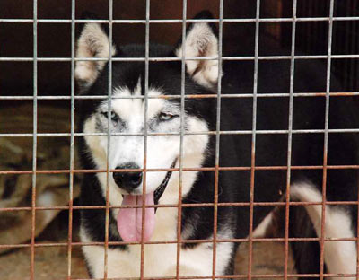 OUMIAK husky  11 ans REF un gentil papy à cajoler sans limite (68) adopté Oumiak10