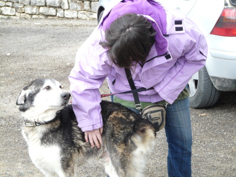 JANA Xhusky 8 ans 1/2 Asso Taiga en FA (81) DECEDE - Page 4 P1190211