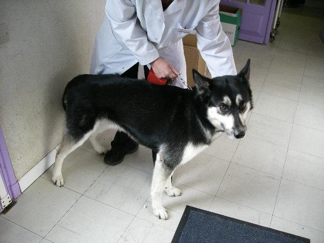 Roy, Male husky 7 ans (77) ADOPTE Roy31010