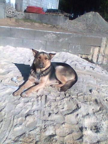 Perdu Chien Berger Allemand Croisé Husky