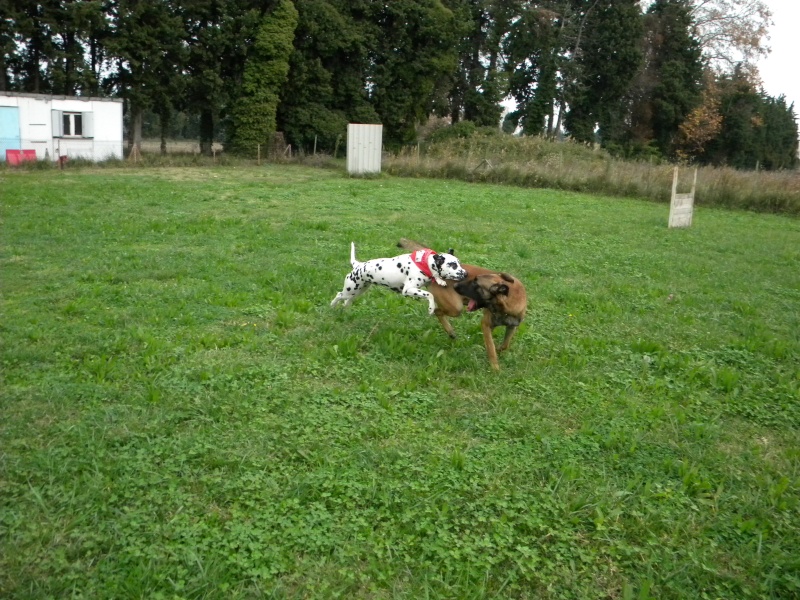 Daisy-dalmatien F-1 an-en fa (dpt13) asso dalmasf Cooper12