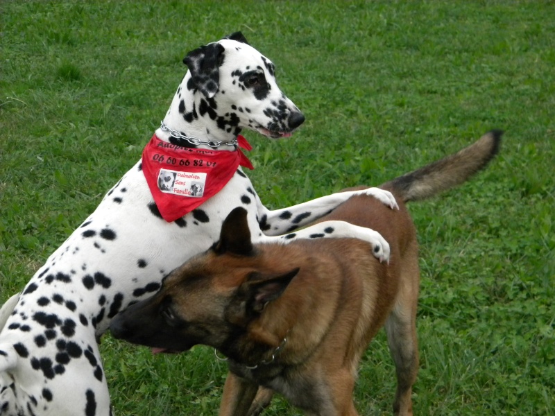 Daisy-dalmatien F-1 an-en fa (dpt13) asso dalmasf Cooper24