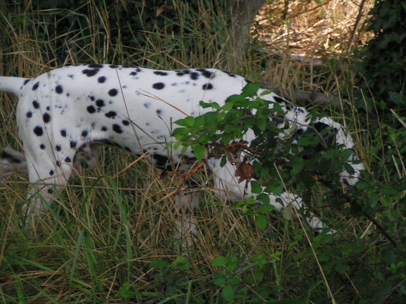 ECLIPSE - dalmatien 4 mois - en FA dpt 13 - asso DalmaSF Eclips23