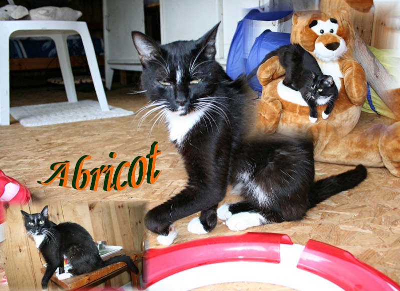 Abricot, chat mle de deux ans, un amour avec une patte folle! - Landes 40 ADOPTE Abrico10