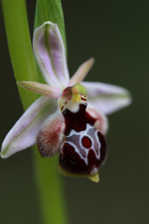 Ophrys straussii 11-04-17