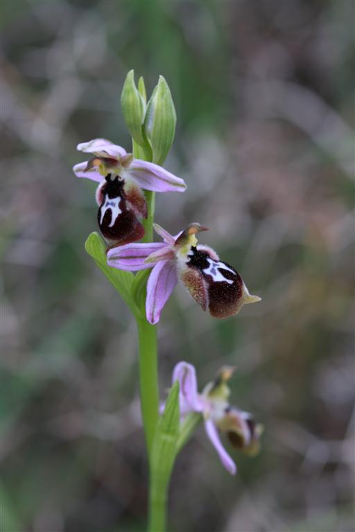 Ophrys straussii 11-04-19