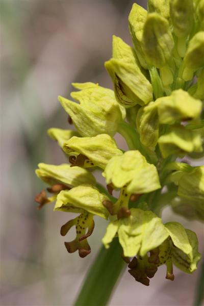 Orchis punctulata Vacanc10