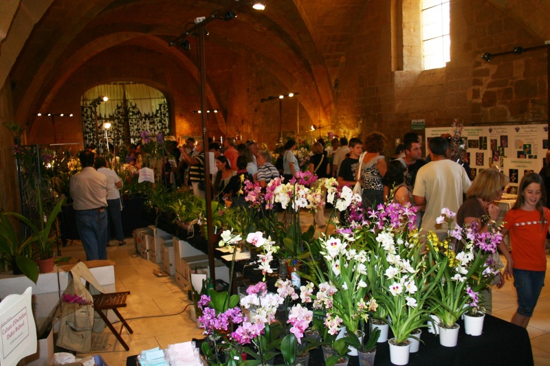 Exposition d'orchidées Img_2510