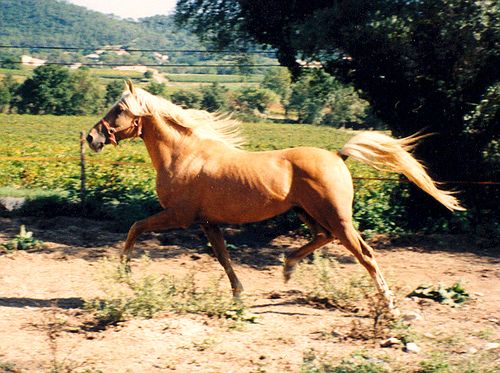 2009 VAROUIA du Cardinal - pouliche Arabe Barbe Palomino Copie_15