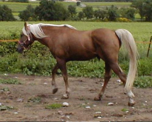 2009 VAROUIA du Cardinal - pouliche Arabe Barbe Palomino Djoulo10