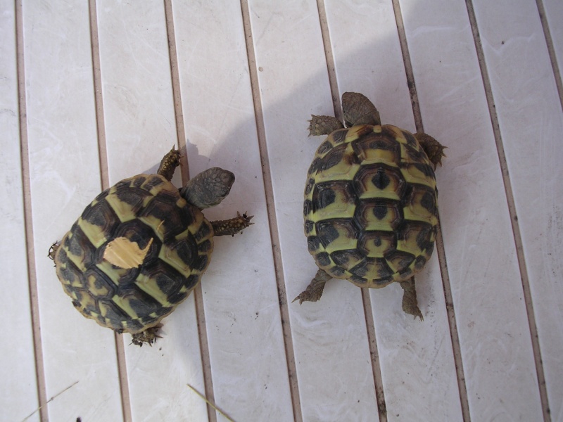 Identification mes 3 tortues Dscn1416