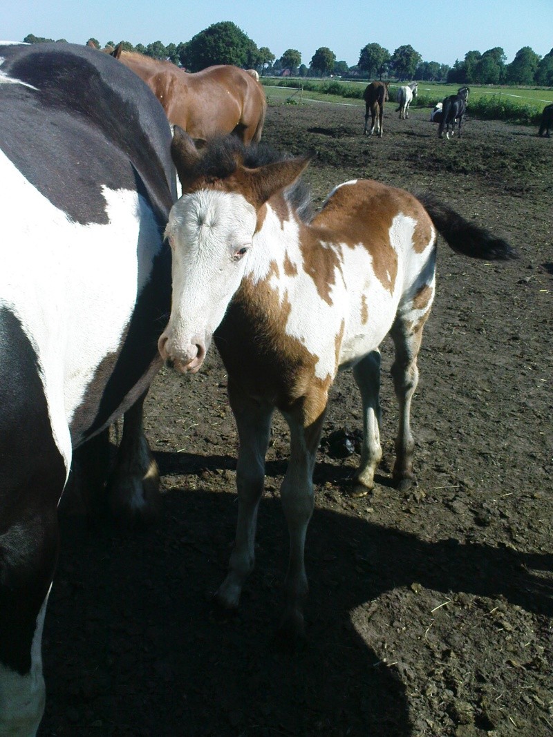 Hübscheste Ponys - Seite 2 Dsc05612