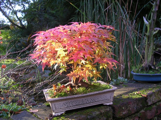 Un joli bonsaï pour Papy Automn13