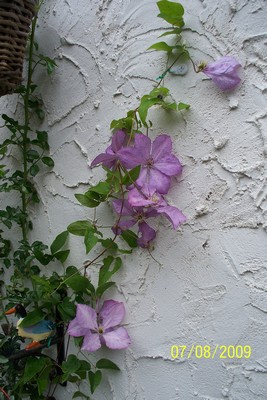 Clematis Mrs Cholmondeley Clemat10