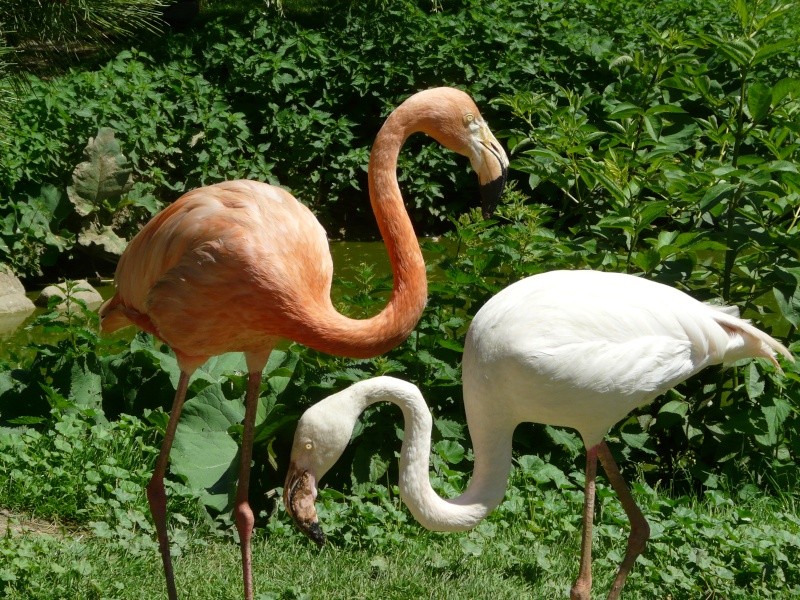 une journée au zoo P1070812