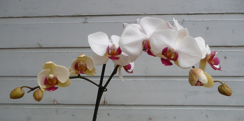 Mes orchidées d'antan. P1010910