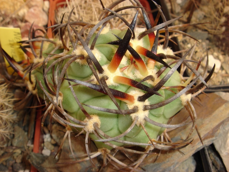 Echinocactus auratus Dsc05610