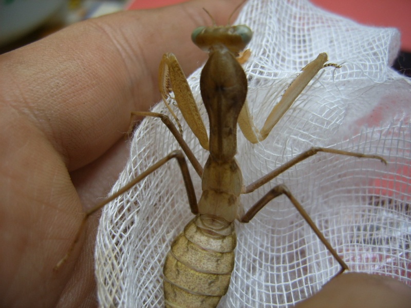 Problme avec sphodromantis lineola Suc53818