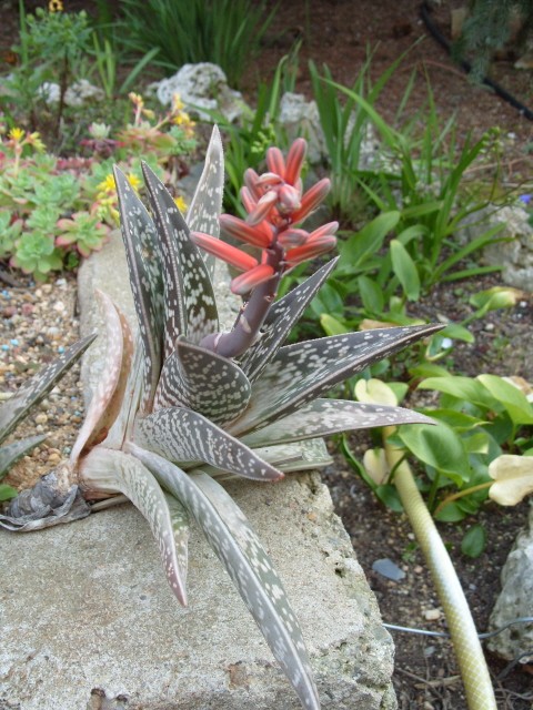 fraisier et coupelle de cactées et succulentes S1050541