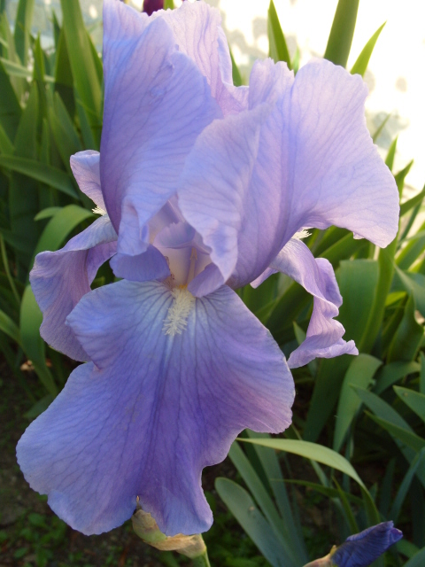 Petite album d'iris S1050850