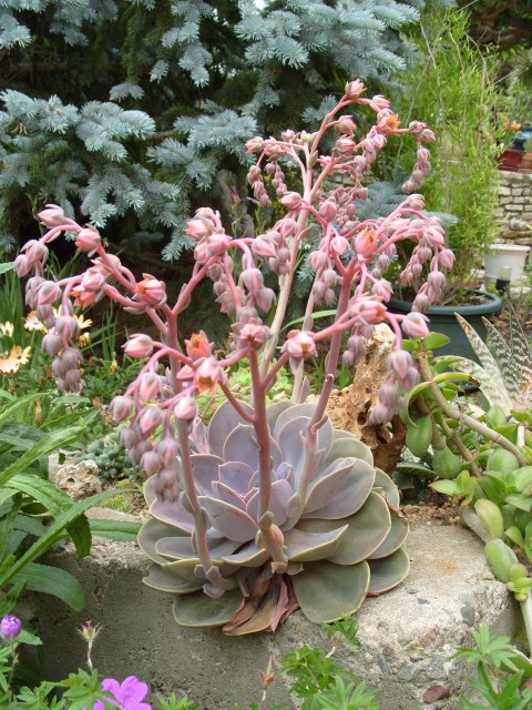 fraisier et coupelle de cactées et succulentes S1051141