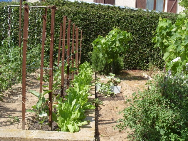 nouvelles plantations de légumes - Page 3 S1051210