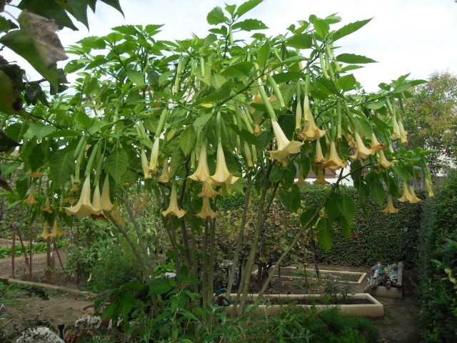 brugmansia - Page 2 Sdc10723