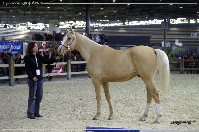 palomino entier 2006 Aquita10