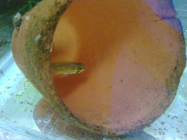 apistogramma agassizi tefe ... Photo019