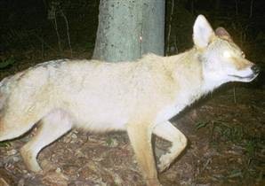 Coyote + wolf = new breed of predator Scienc10