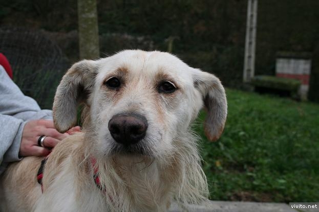 Ultima oportunidad, amigos del perro. Asturias. Arazt10