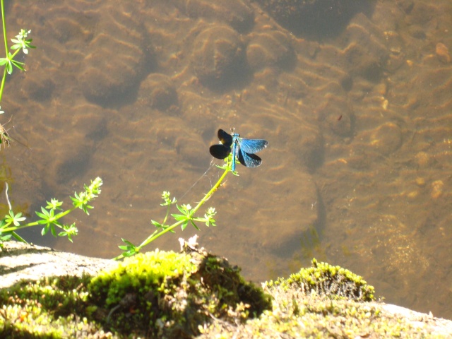 Concours photo du mois de septembre Peche_93