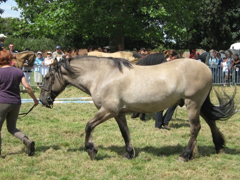 Fête du Cheval au Neubourg Img_0538