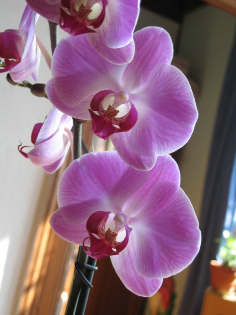 une nouvelle  orchidée Img_0038