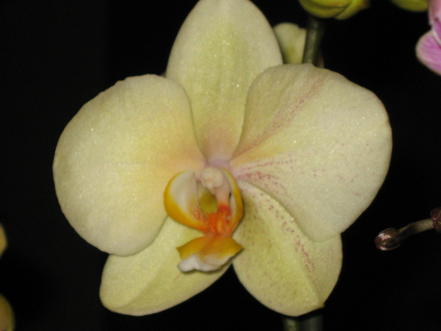 une nouvelle  orchidée Img_0041