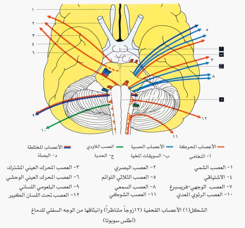أعصاب الإنسان 1580-110
