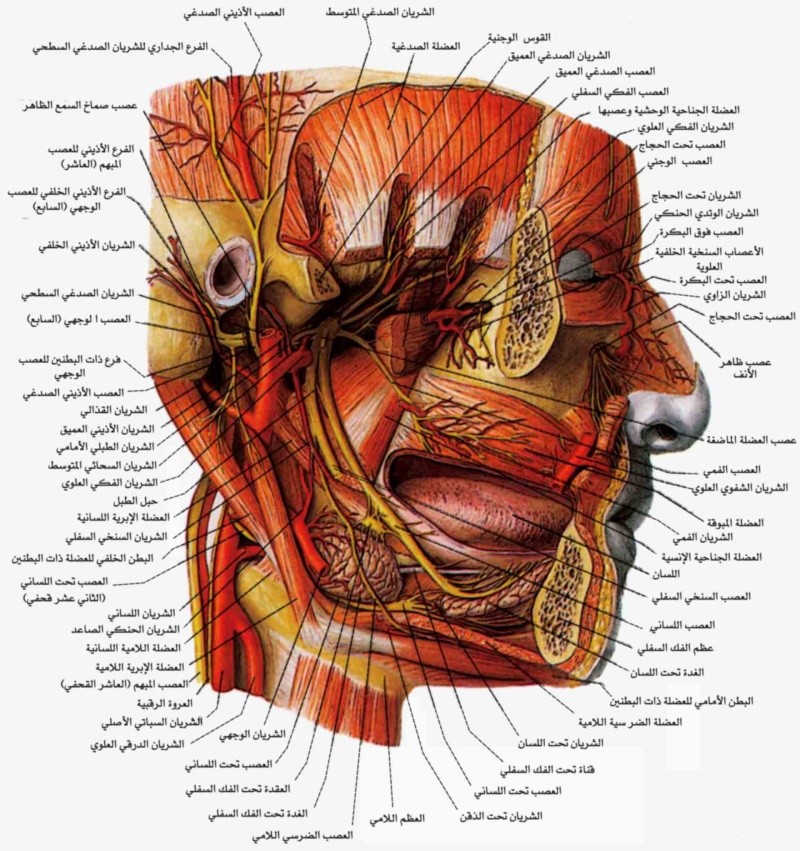 أعصاب الإنسان 1580-310