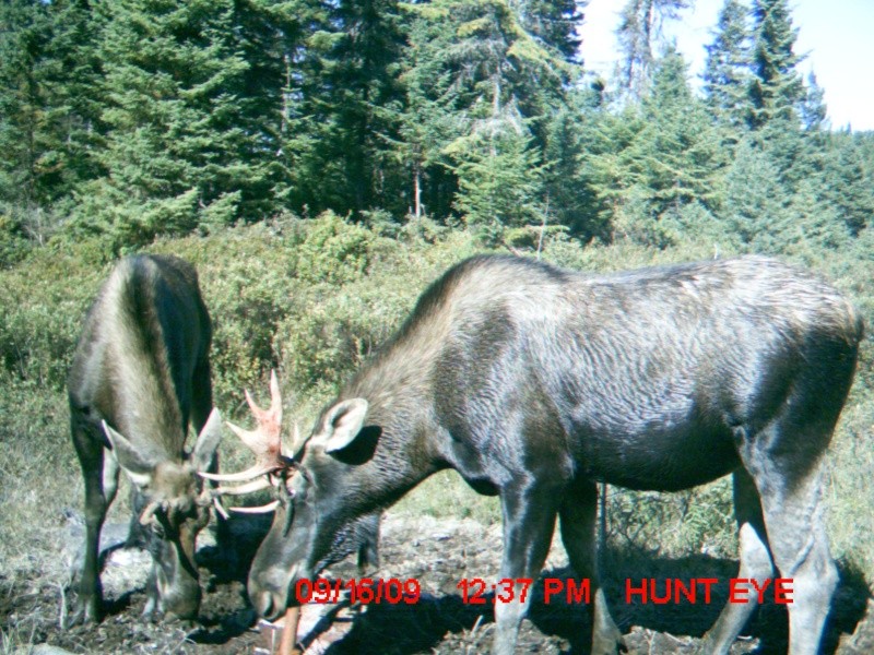 Résumé chasse arc 2009 + (photo) Mdgc0115